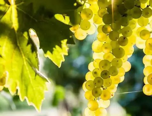 產(chǎn)區(qū)游第三篇——新年的餐桌上不能沒有香檳（上）