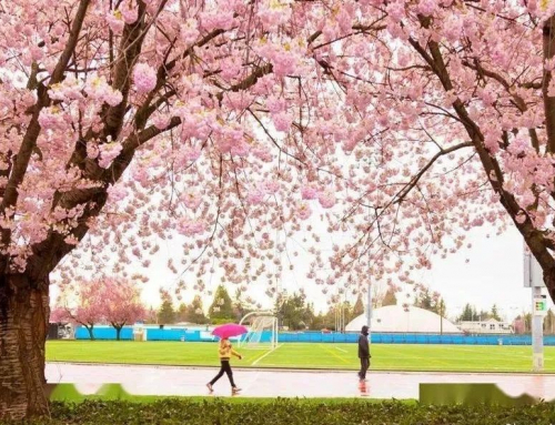 聽說溫哥華的櫻花開了！